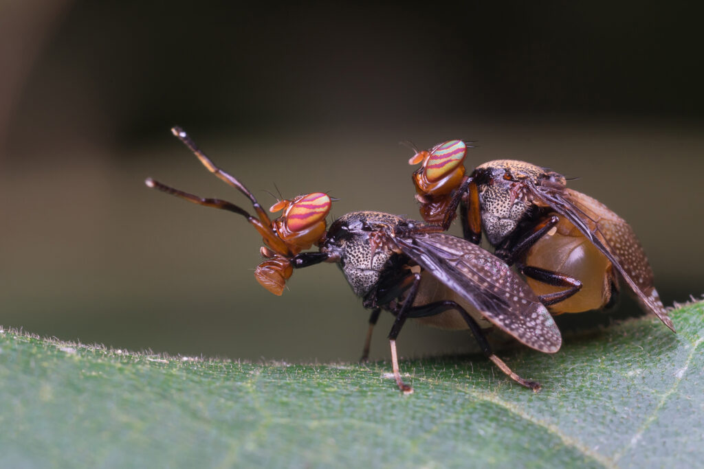 Super macro shots of male and female flies are mating on leaves in the forest. Reproduction of animals.