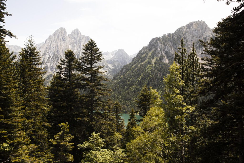 Natur-BLNN