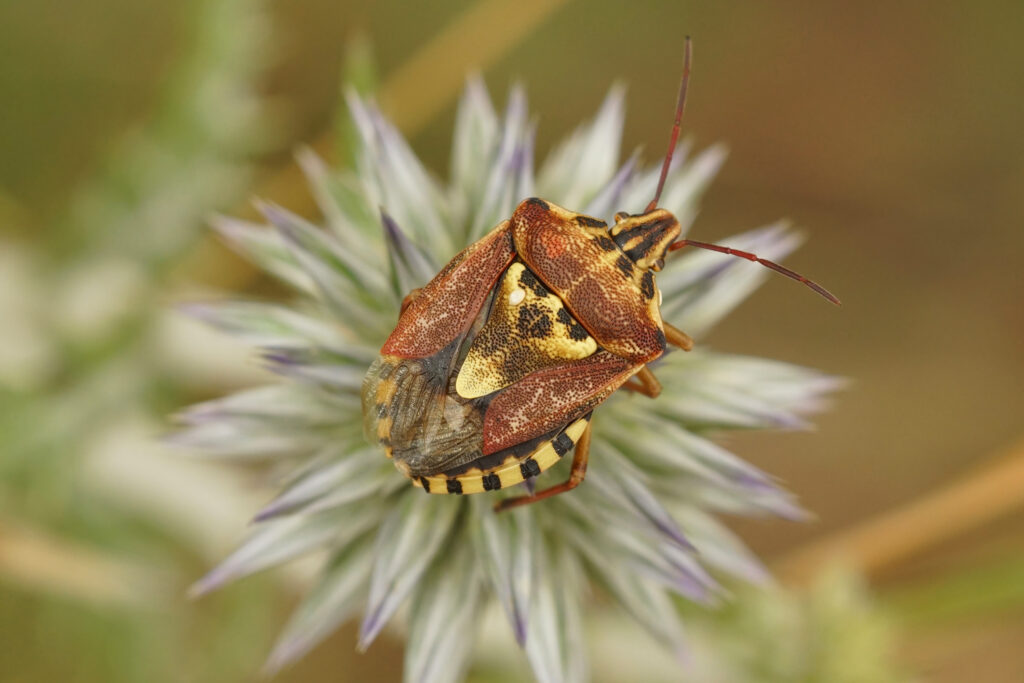 A selective focus closeup of an adult shield bug on top of a thistle flower