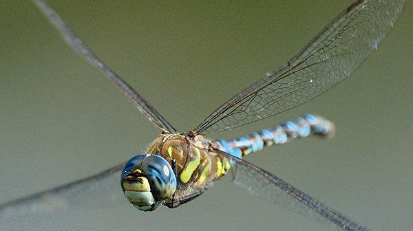 Herbst_Mosaikjungfer