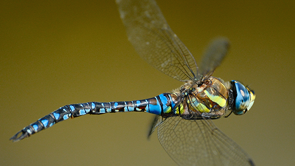 Herbst_Mosaikjungfer